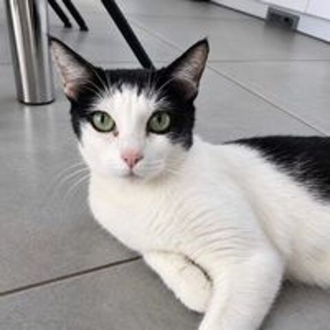   Pralinette - douce minette 