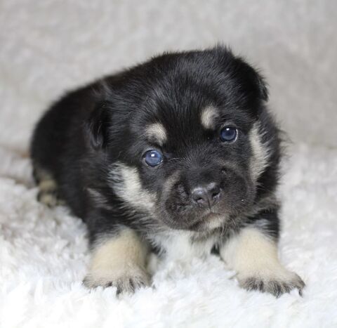 Magnifique chiot bouledogue fran&ccedil;ais/ pomsky 500 75005 Paris