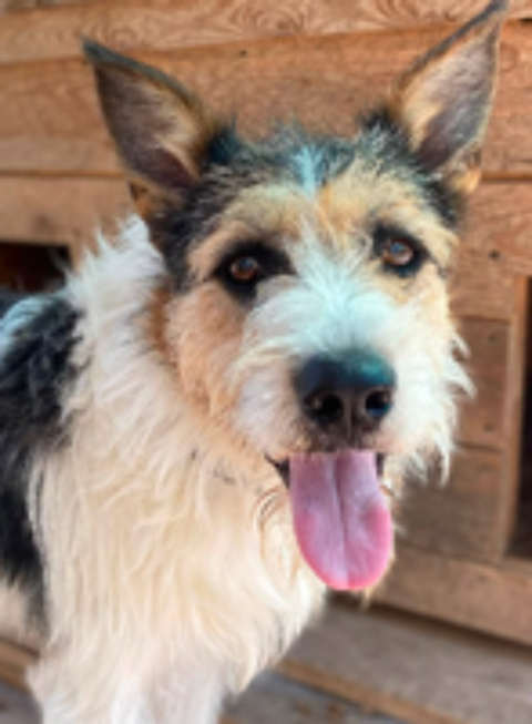   A L'ADOPTION BARBOS 