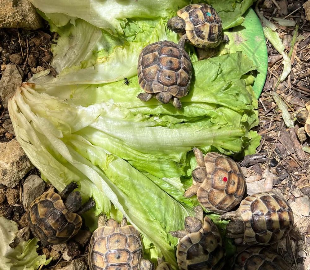   Tortues greca née été 2025  