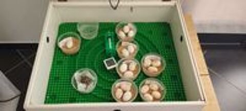   Incubateur Jaeger FB80 pour Reptile. 