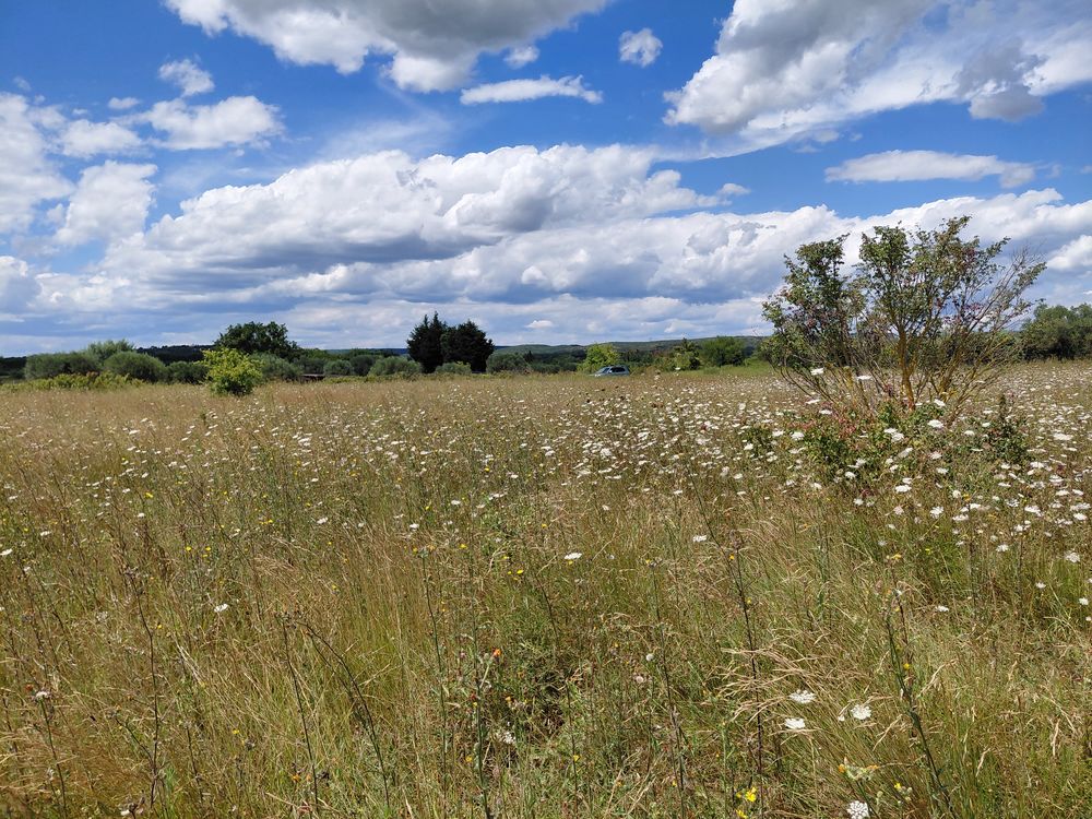 Vente Terrain Plantation chênes truffier avec compteur eau de ville Saint-hilaire-d'ozilhan