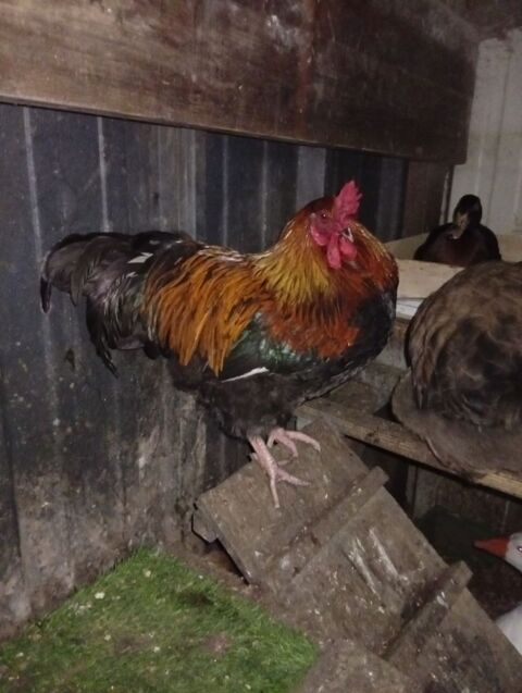 3 coqs pr&egrave;s &agrave; la reproduction 15 44690 Monni�res