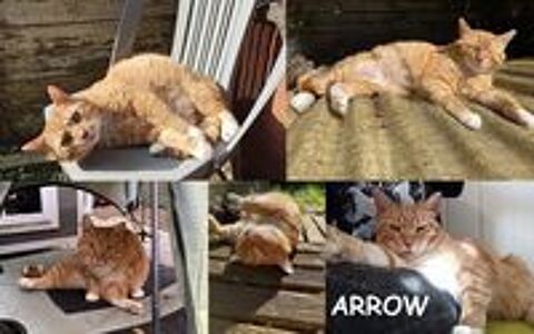   urgent pour Arrow 8 ans  adopter sans animaux  