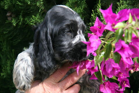 Chiots cockers anglais LOF 51370 Ormes