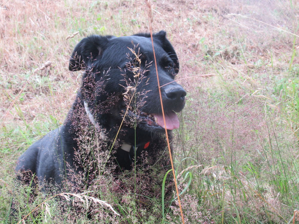   Beauceron ou Berger Allemand MALE 5-6 ans 