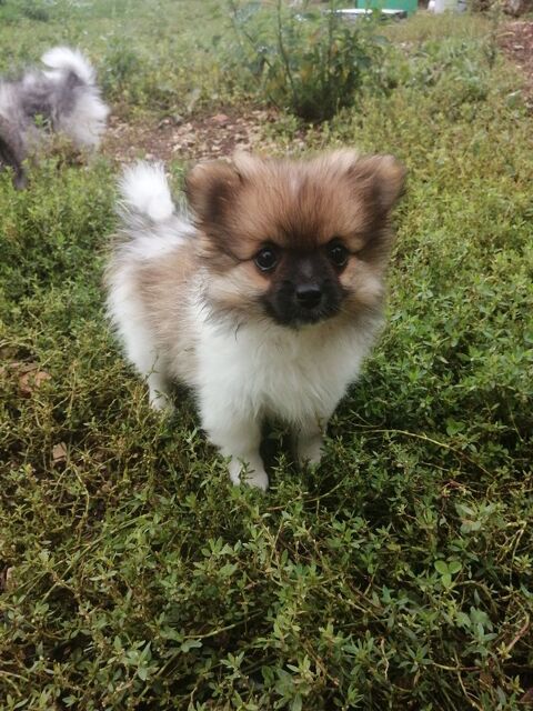 Spitz chiot femelle 900 12200 Villefranche-de-rouergue