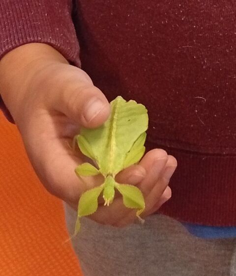 ?ufs de Phasmes feuilles ou Phyllium philippinicum 1 84300 Cavaillon