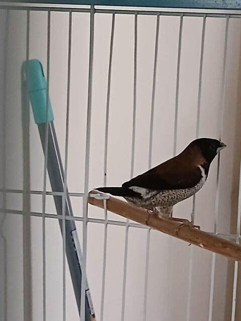 Capucins Jacobins
25 29770 Audierne