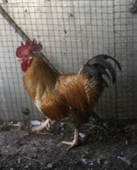   COQ ORANGE DE FERME REPRODUCTEUR 