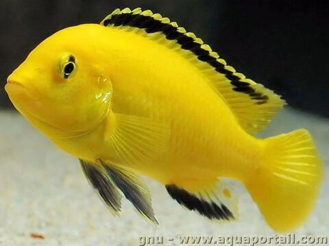 Labidochromis de toutes tailles 89100 Sens