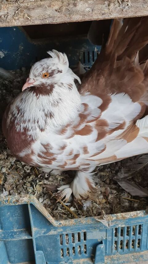 lot pigeons paons indiens 20 34450 Vias