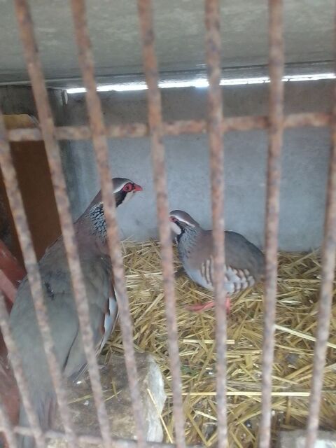 Oeufs de faisan et perdrix 2 86100 Ch�tellerault