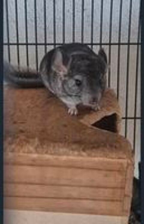   Chinchilla femelle 