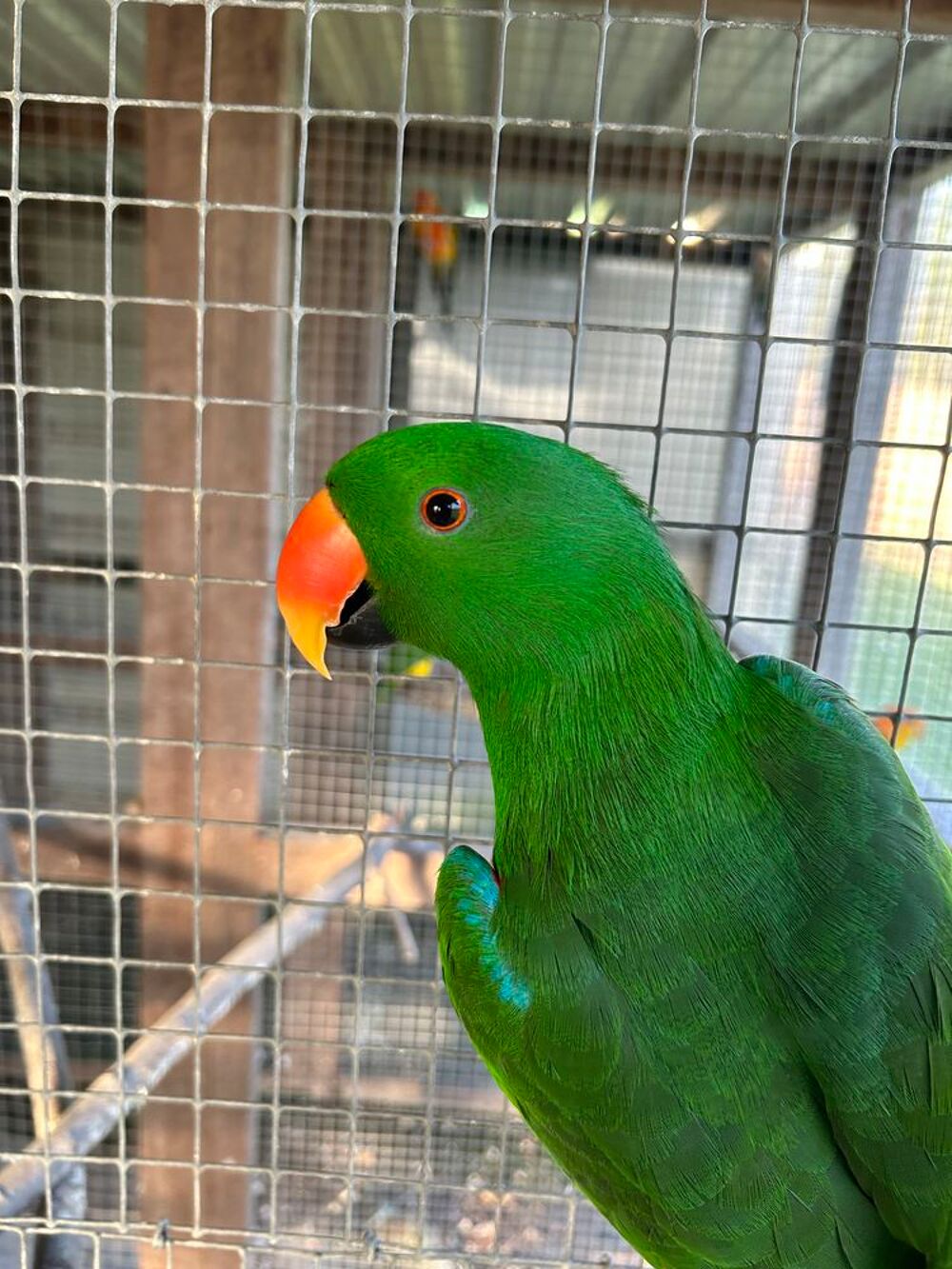   Eclectus  
