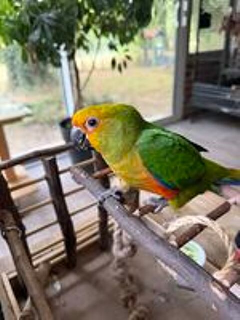   Conure Jandaya x soleil EAM 
