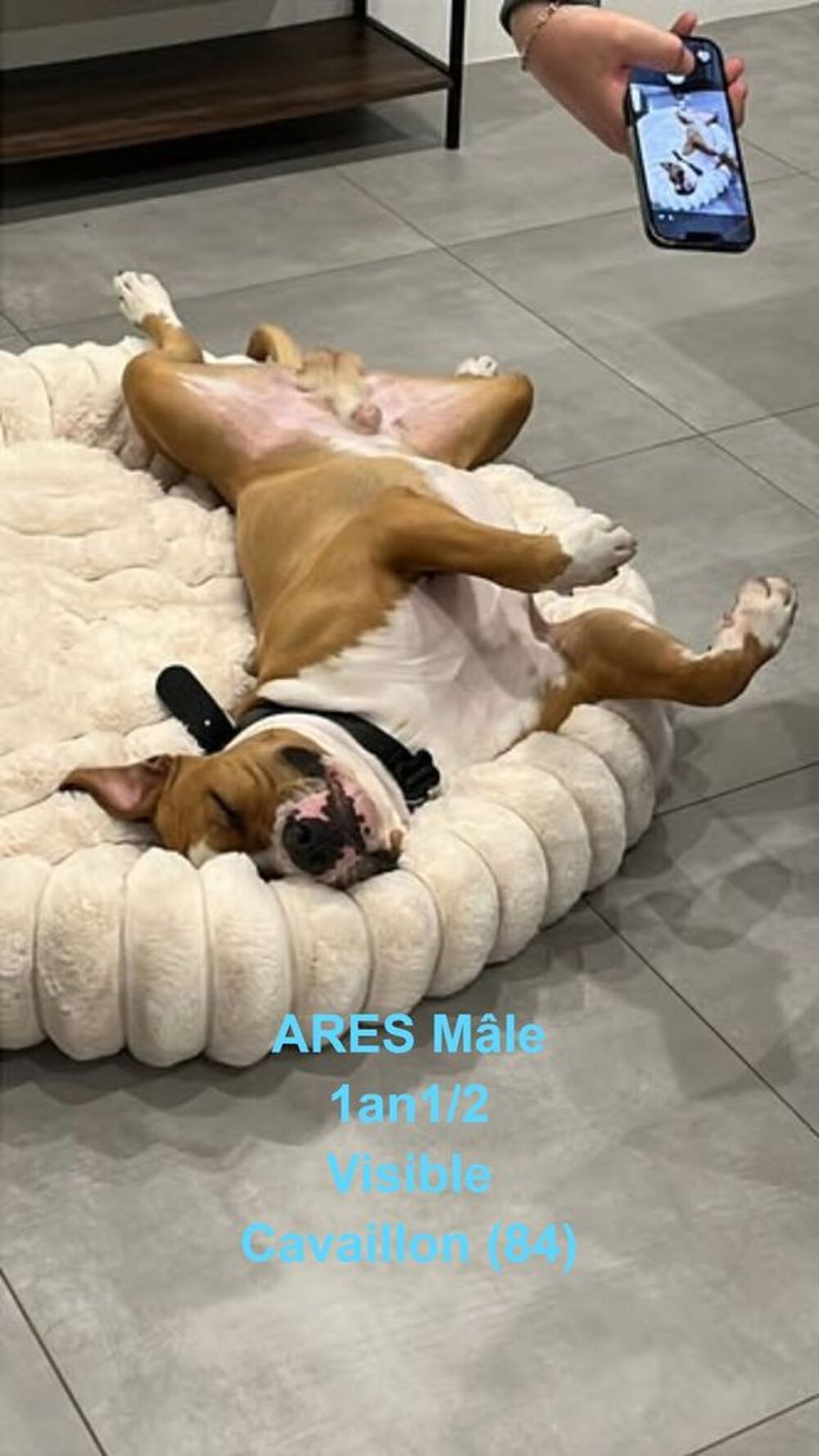   Chien ARES à l adoption 