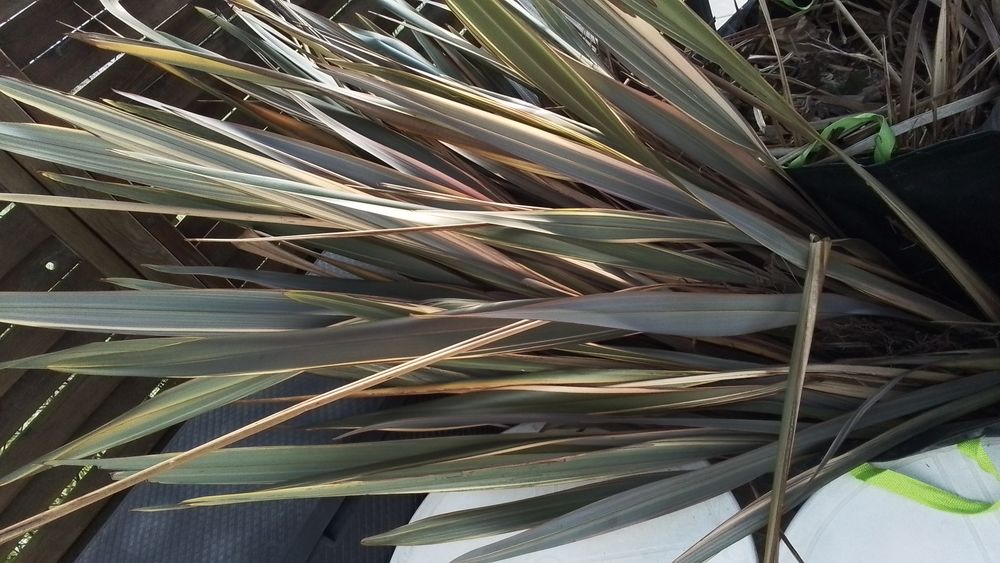 plantes d&eacute;coratives pour le jardin. Jardin