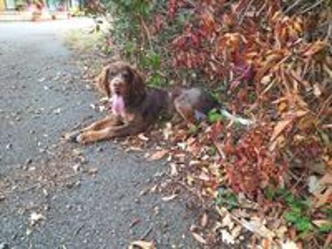  Chiots Epagneul Picard. 