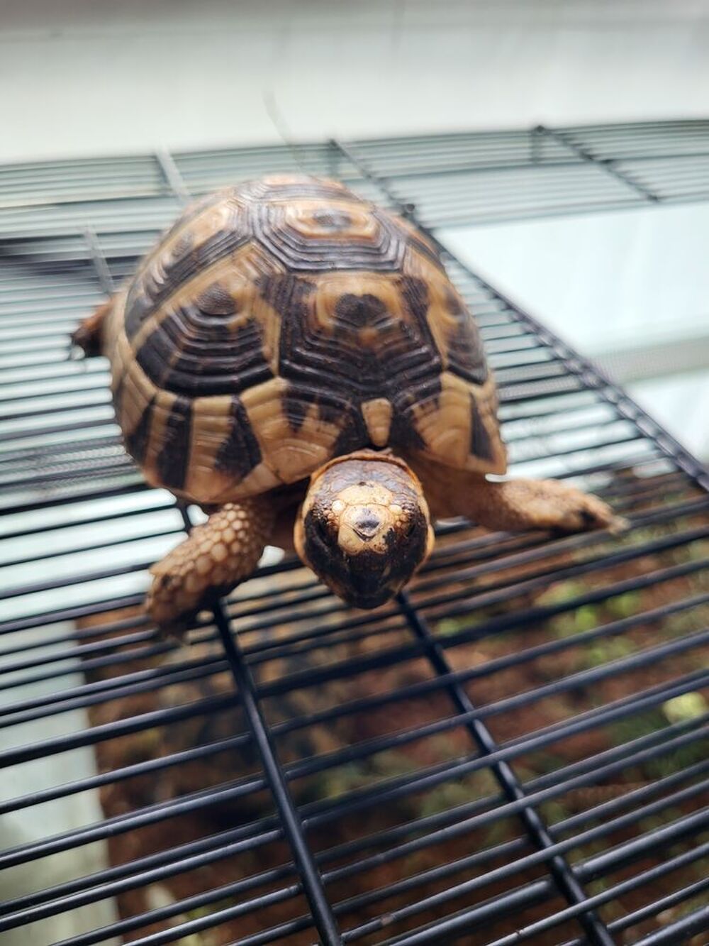   Tortue greca 