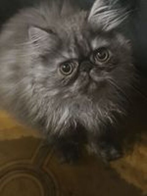   EXOTIC SHORTHAIR PERSAN 