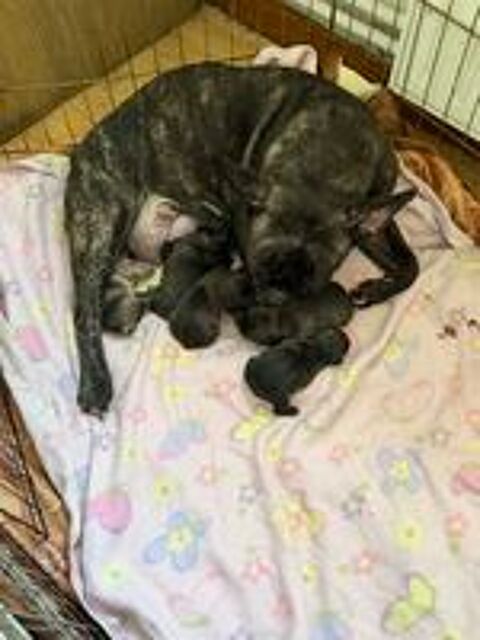   chiot bouledogues français 