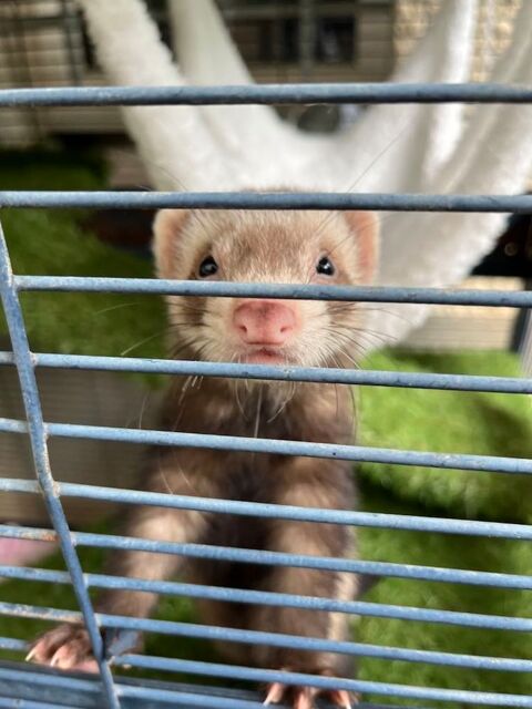Bébé furet très gentils 100 42000 Saint-tienne