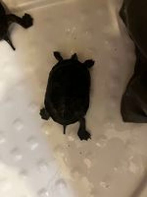   Duo Tortues aquatiques Mauremys Ocadia Sinensis (Chine)  