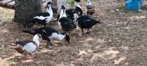   couple de jeune canard, Environ 3 mois. 