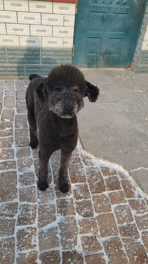 OLIVER SE TROUVE DANS UN REFUGE EN CHINE R&Eacute;SERVE 0 75018 Paris