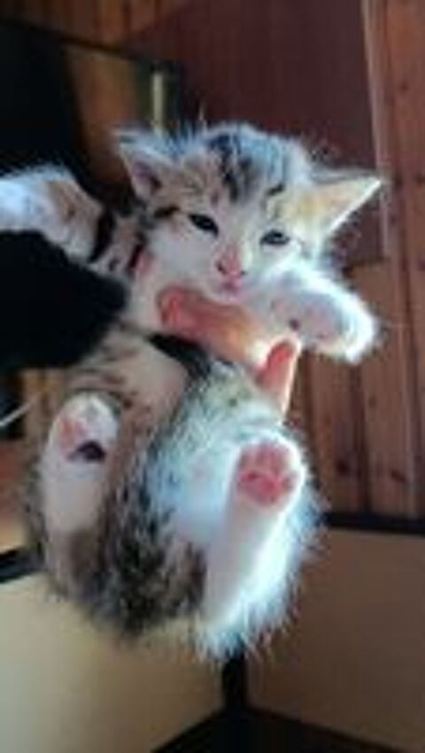   Chatons Val d'Oise 