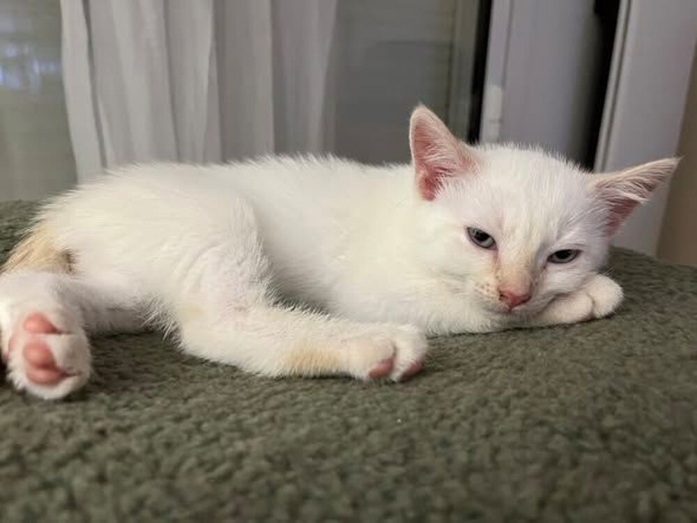   Chat BILOU à l adoption 