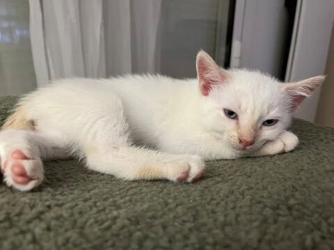 Chat BILOU &agrave; l adoption 140 07500 Guilherand-granges