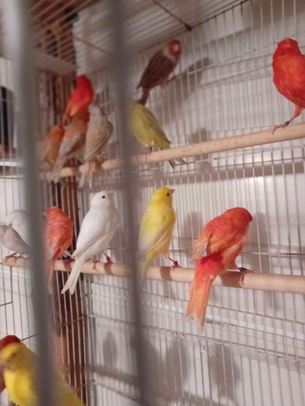   canaris 