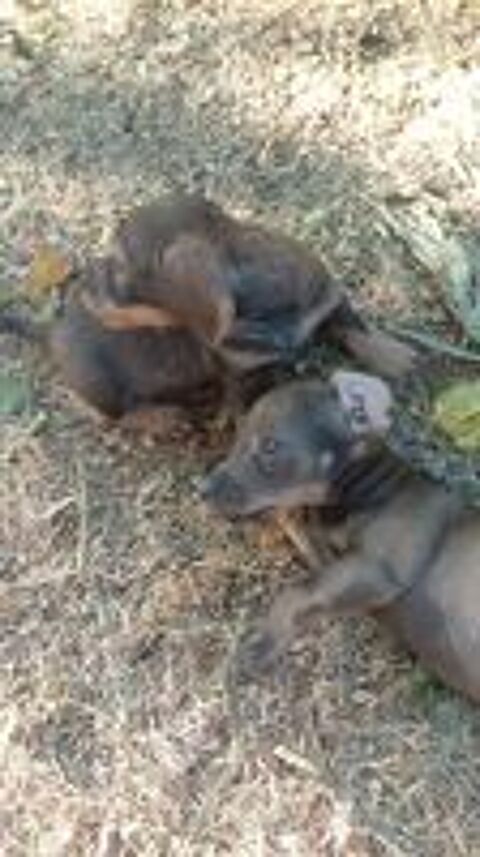   Chiot Teckel poils courts  