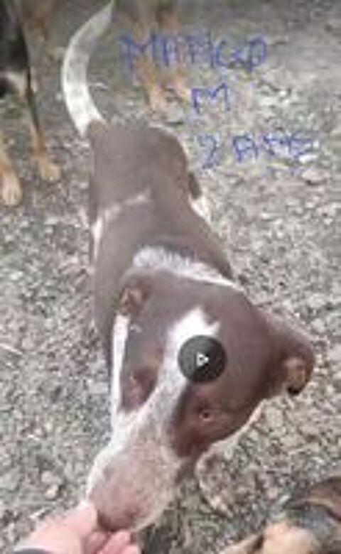   MANGO MALE NON CASTR�  2 ANS A SAUVER DE ROUMANIE2 ADOPTION OU ACCEUIL  