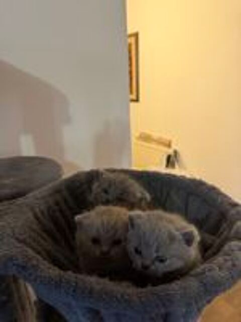   Chatons british shorthair loof 
