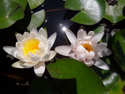 N�nuphars 10 Marseille 13 (13)