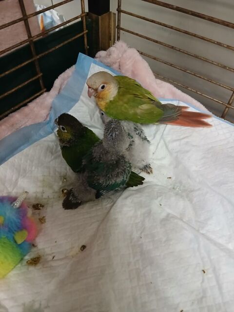 Perroquet conure pyrrhura molinea ananas et vert perle 200 59500 Douai