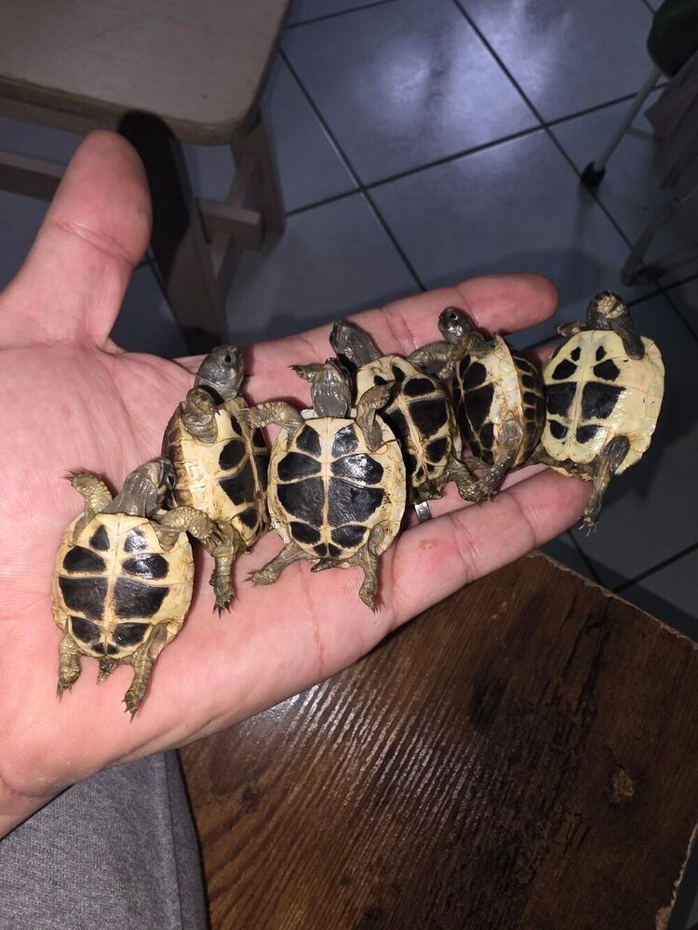   Tortue  