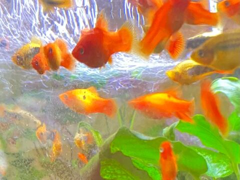 Platys 1 93600 Aulnay-sous-bois