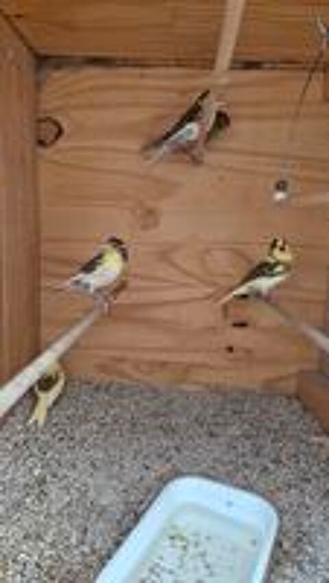   Canaris mosaic 2026 