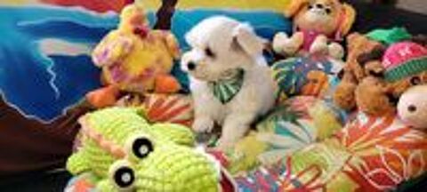   CHIOT BICHON MALTAIS (mâle) 