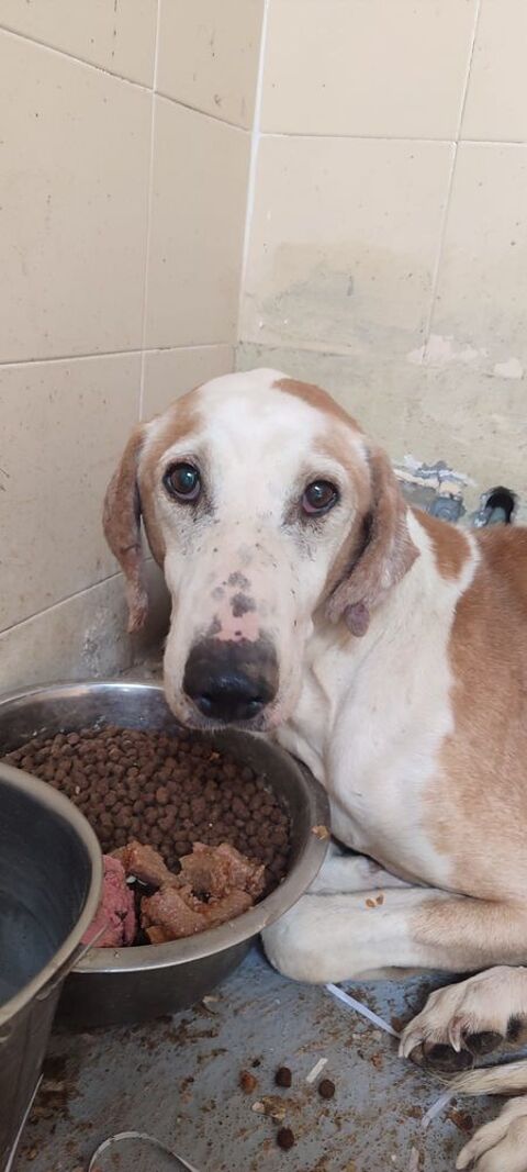 PONGO:en don libre ou recherche famille d'accueil 0 24140 Douville