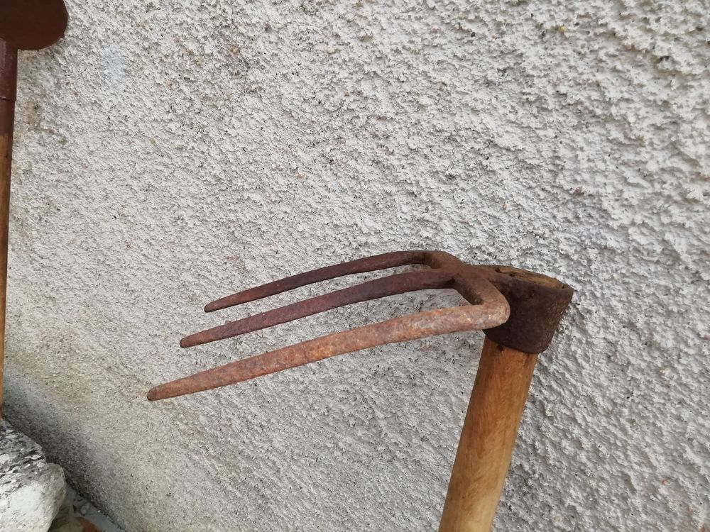 arrache pomme de terre Jardin