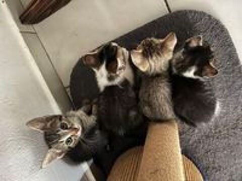   Je cherche à faire adopter mes chatons par une association  