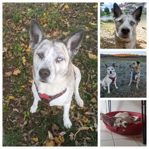 Chien GAZY à l adoption 100 01500 Ambrieu-en-bugey
