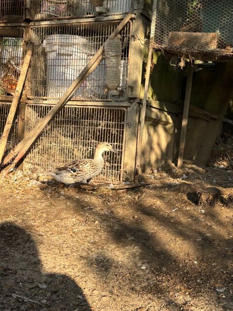 Canard colvert , barbarie et ponpon 10 31330 Merville