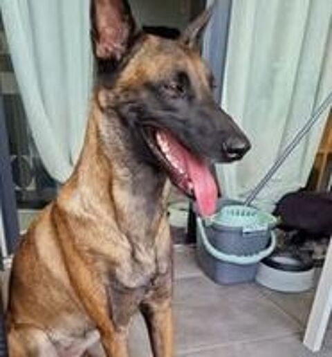   Chien TRIE  l adoption 