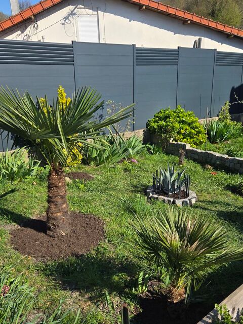 Aceuil avec toute les bonnes conditions,grosse tortue Herman 0 95200 Sarcelles